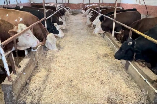 Kemah Taşımacılık & Gemi Onarımı - İstanbul